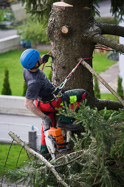 Best Storm Damage Tree Cleanup  in Belle Isle, FL